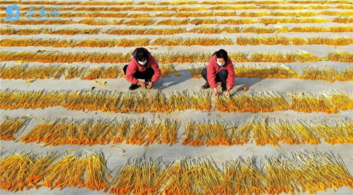 图说丨沭阳 晒 黄金 助振兴