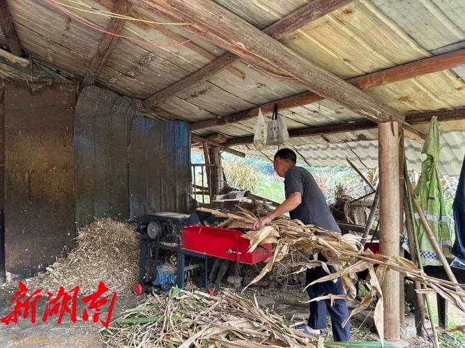 从"一把火"到"再利用"!看永定如何将秸秆变废为宝